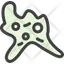 Amoeba