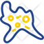 Amoeba