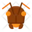 Ant