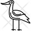 avocet