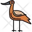 avocet