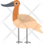 avocet