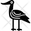 avocet