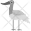 avocet