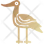 avocet