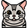 icon for american shorthair