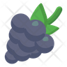 juniper berry icon png