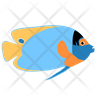 free blueface angelfish icons