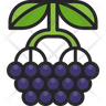 elder berry icon
