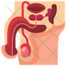 male reproductive system icon png