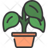 icons for peperomia