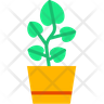 icons of pilea plant