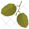 quaking aspen symbol