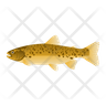 icons of trout fish