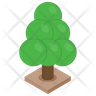 icons of beech tree