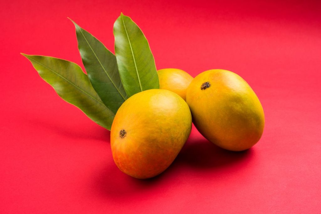 Mango fruit shoot